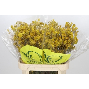 Anigozanthos Yellow Gem
