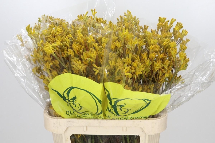 <h4>Anigozanthos Yellow Gem</h4>