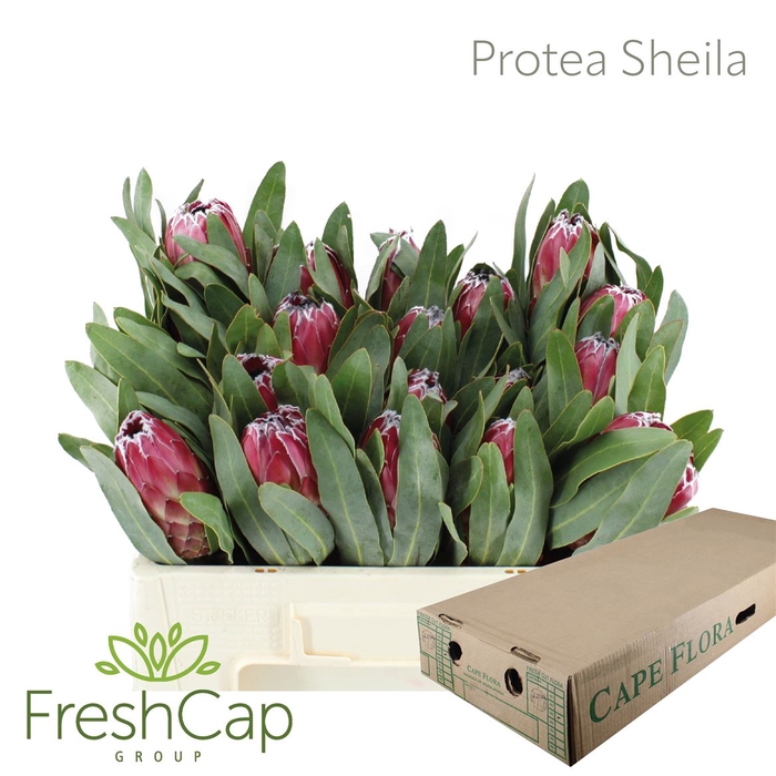 <h4>Protea Sheila</h4>