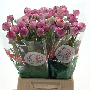 Ran Aazur Light Pink