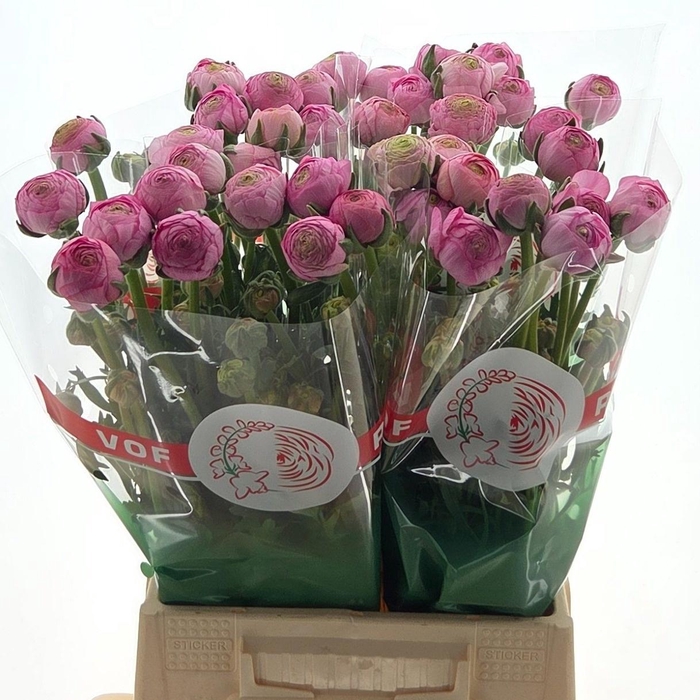 <h4>Ran Aazur Light Pink</h4>