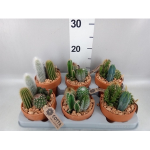 Cactus ...mix