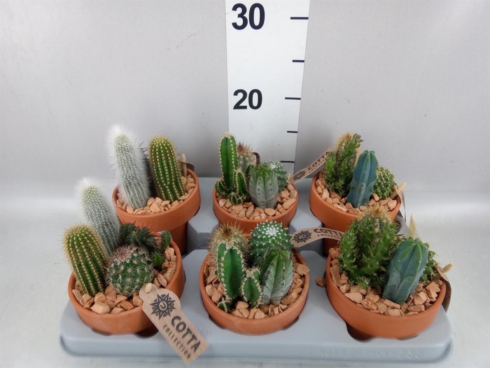 <h4>Cactus   ...mix</h4>