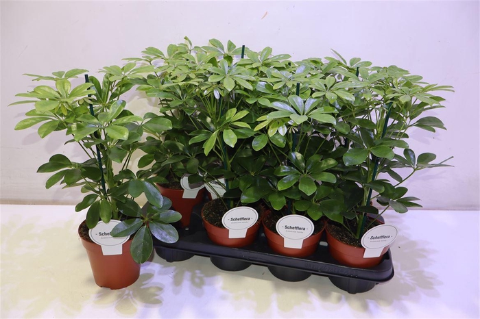 <h4>Schef Ar Nora</h4>