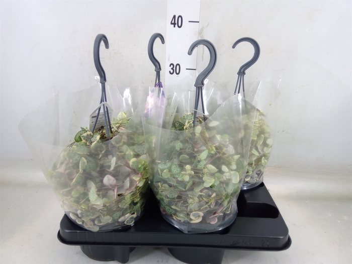 <h4>Ceropegia woodii 'Variegata'</h4>