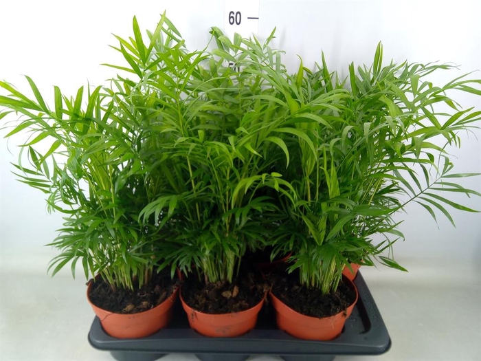 <h4>Chamaedorea elegans</h4>