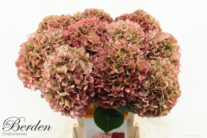 <h4>HYDR M GLOW ALPS CL</h4>