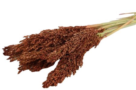 Bunch Sorghum 35 Pcs L70