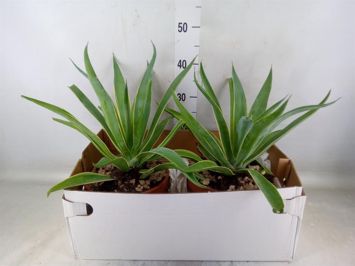 <h4>Agave   ...</h4>