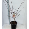 Acer palmatum (Matsumurae Grp) Chit