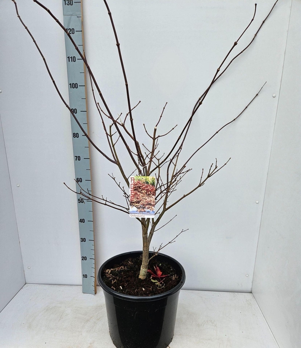 Acer palmatum (Matsumurae Grp) Chit