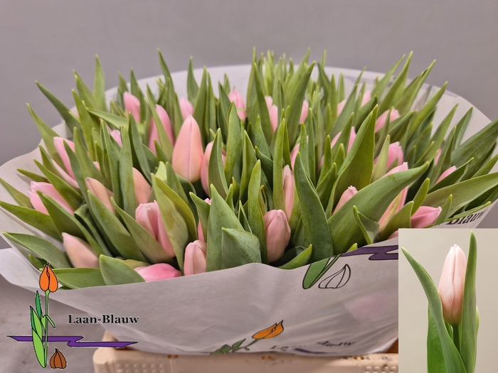 <h4>TU EN GABRIELLA</h4>