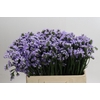 Limonium Donau Birds