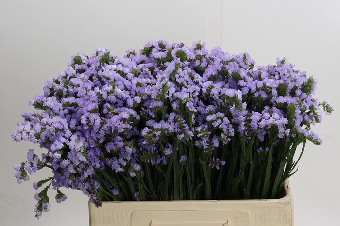 <h4>Limonium Donau Birds</h4>