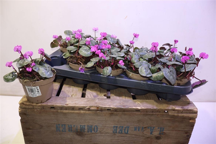 <h4>arr8 Cycl Coum</h4>