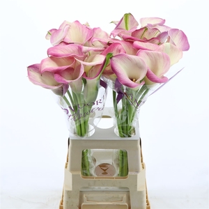 Calla Denver