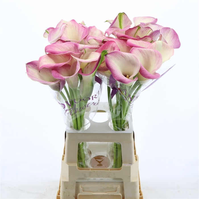 <h4>Calla Denver</h4>