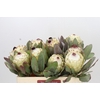 Protea Barbigera Ice Queen Air