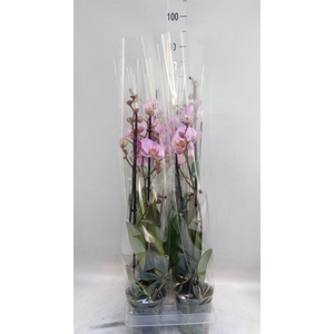 Phalaenopsis  'Formation'