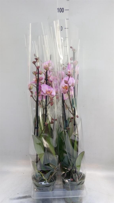 <h4>Phalaenopsis  'Formation'</h4>