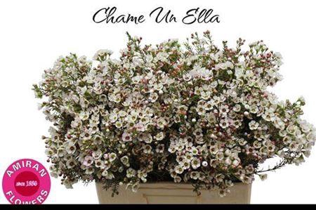 <h4>Chame Un Ella</h4>