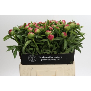 Paeonia Flame