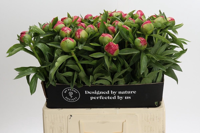 <h4>Paeonia Flame</h4>