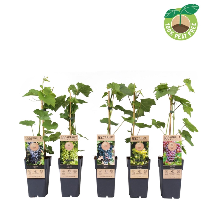 <h4>Vitis vinifera</h4>