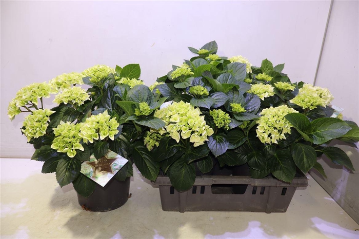 <h4>Hydr M Hi White Sun</h4>