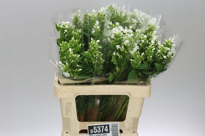 <h4>Phlox P Snowy White</h4>