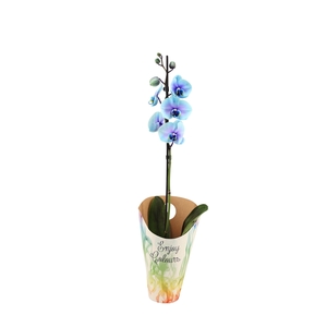 Enjoy Potcover Phal I Am Blue Lagoon 1T9+ (24 uur levertijd)