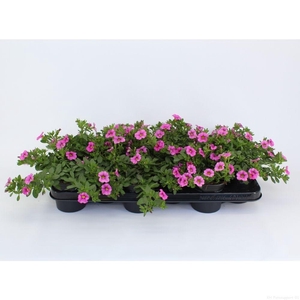 Calibrachoa Ultimate PinK