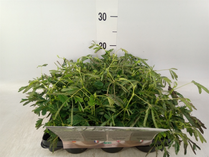 <h4>Mimosa pudica</h4>