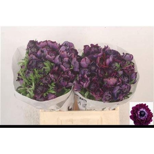 Anemone Levante Wine