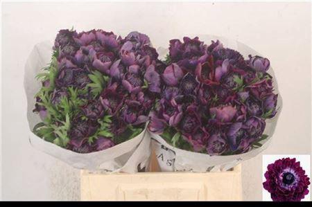 <h4>Anemone Levante Wine</h4>