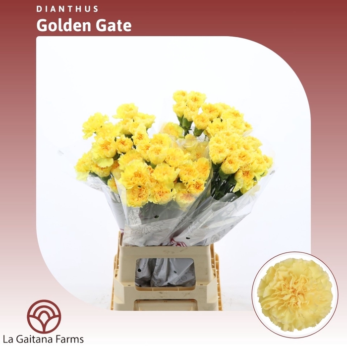 <h4>Dianthus St Golden Gate</h4>