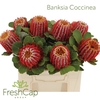Banksia Coccinea