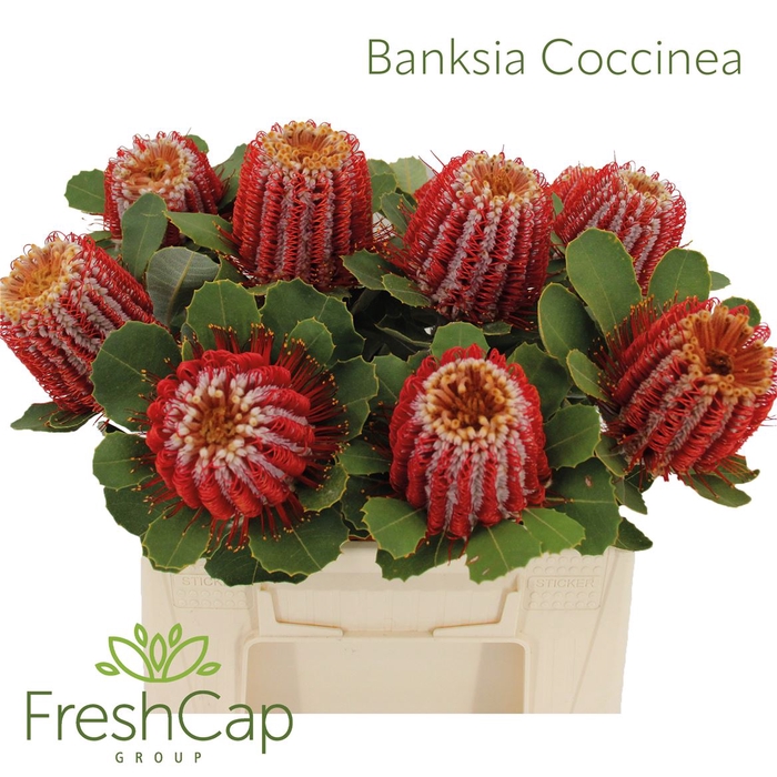 <h4>Banksia Coccinea</h4>
