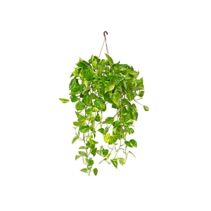 JIBOIA VERDE C21 MIN 50 CM PENDENTE