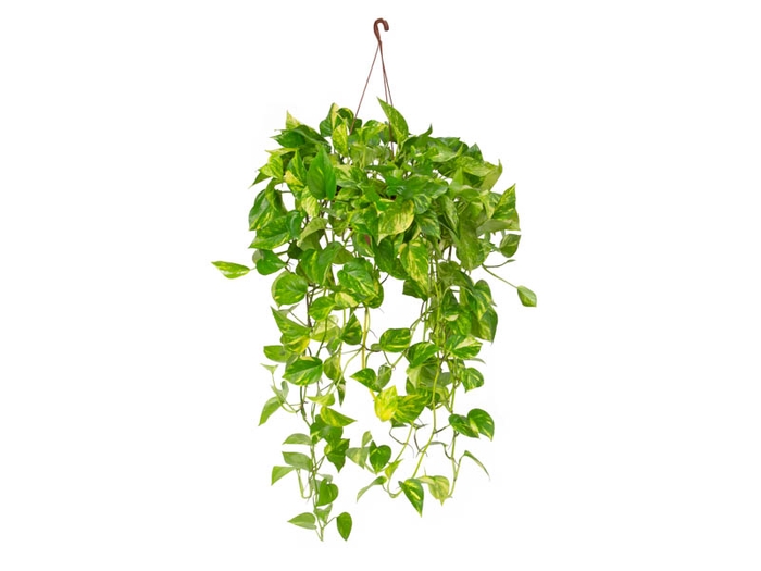 JIBOIA VERDE C21 MIN 50 CM PENDENTE