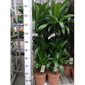 Dracaena frag. 'Janet Craig'