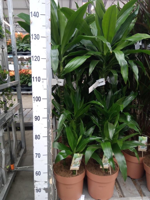 <h4>Dracaena frag. 'Janet Craig'</h4>