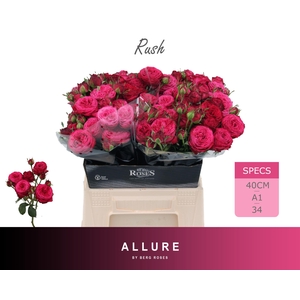R TR RUSH ALLURE 40 cm
