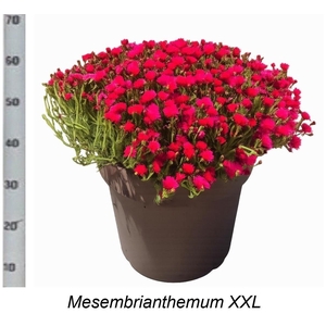 LAMPRANTHUS ROSEUS