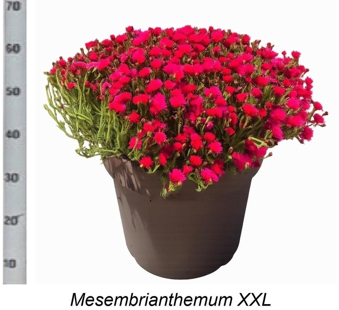 <h4>LAMPRANTHUS ROSEUS</h4>