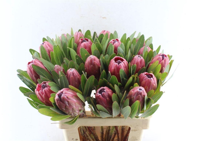 <h4>Protea Lancelot</h4>