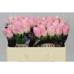 Rosa Gr Heidi Ex