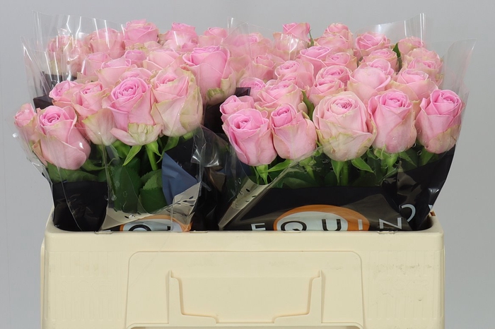 <h4>Rosa Gr Heidi</h4>