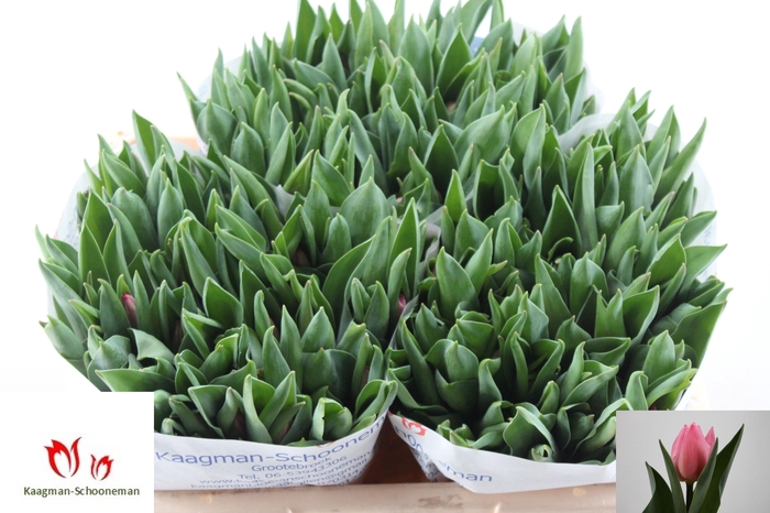 <h4>TU EN PINK EXPERIENC</h4>