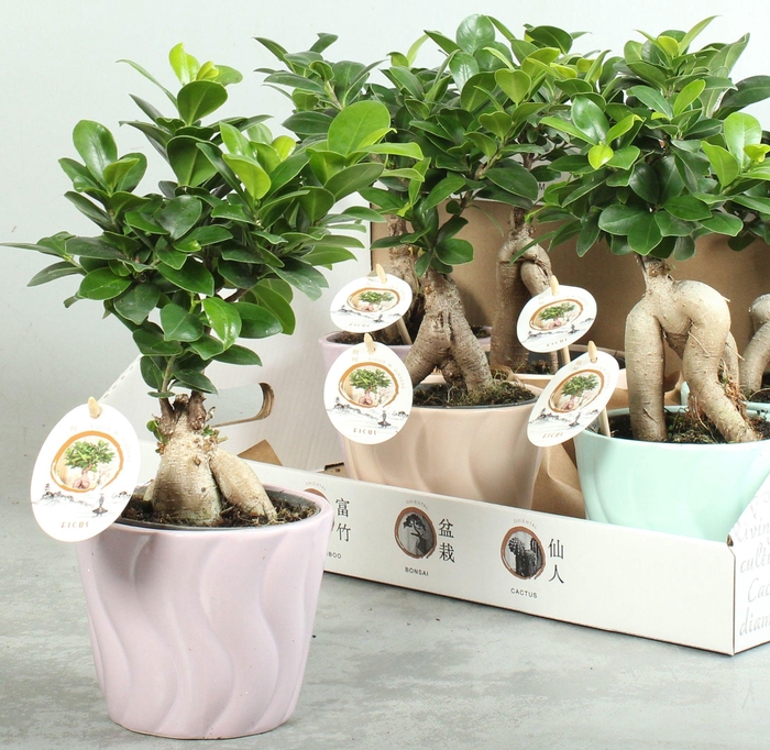 <h4>FIC MI GINSENG</h4>